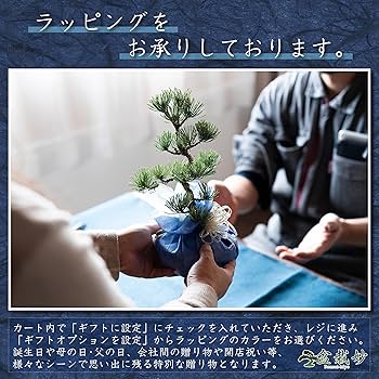 Amazon.co.jp: 盆栽妙 香丁木 天目鉢 受け皿 説明書 肥料付き ミニ盆栽